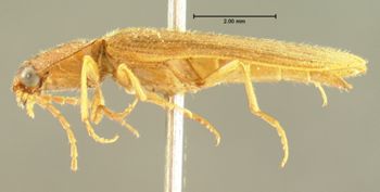 Media type: image;   Entomology 2546 Aspect: habitus lateral view